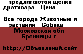 предлагаются щенки дратхаара › Цена ­ 20 000 - Все города Животные и растения » Собаки   . Московская обл.,Бронницы г.